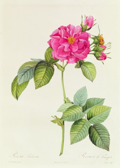 Rosa Turbinata by Pierre Joseph Redouté